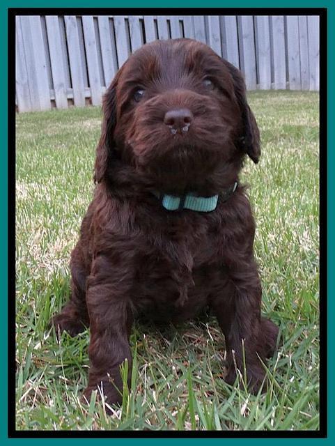 Coco Duke pups 4 wks old 71