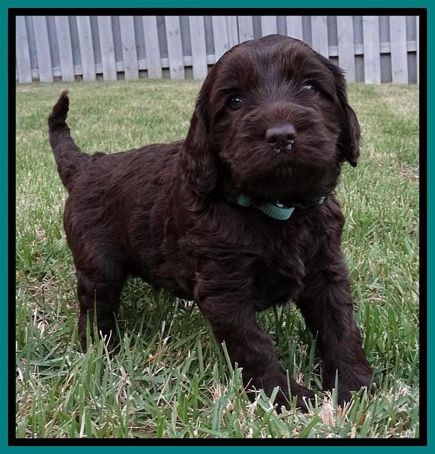 Coco Duke pups 4 wks old 91