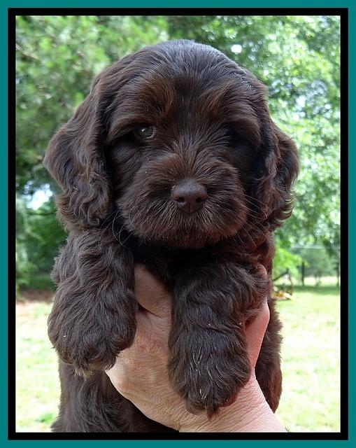 Coco Duke pups 7 wks old 141