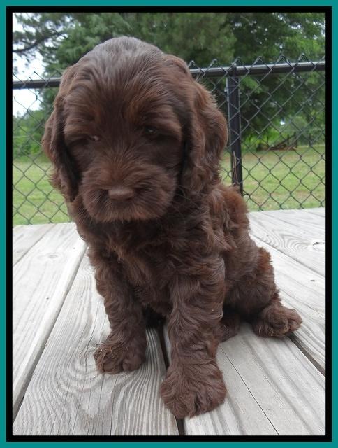 Coco Duke pups 7 wks old 161