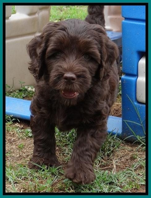 Coco Duke pups 7 wks old 171