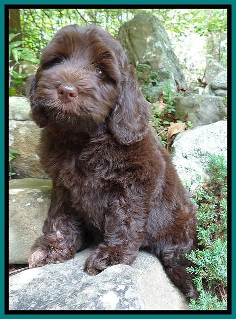 Coco Duke pups 8wks old 1400