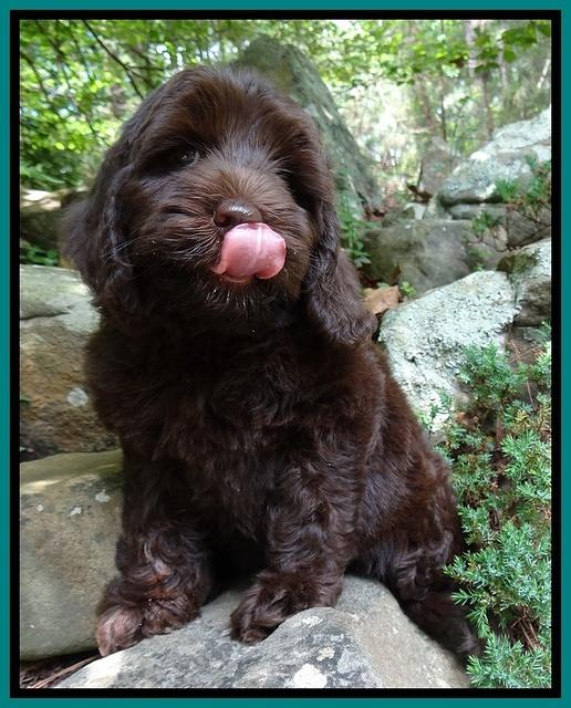 Coco Duke pups 8wks old 2400