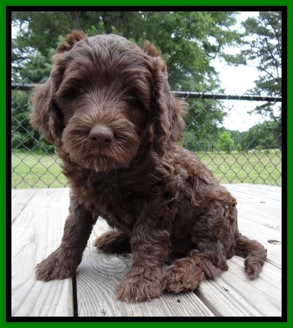 Coco Duke pups 7 wks old 191