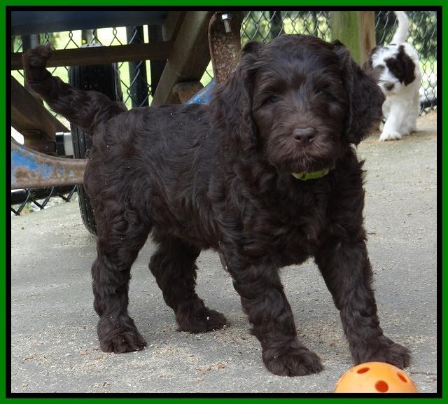 Coco Duke pups 7 wks old 201