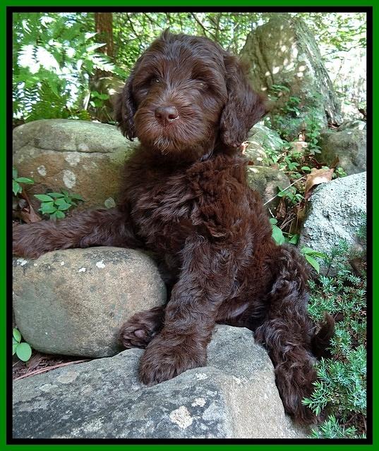 Coco Duke pups 8wks old 12400
