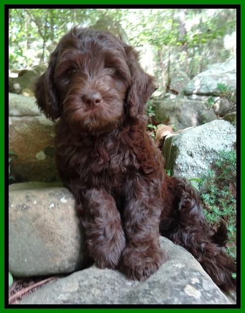 Coco Duke pups 8wks old 14400