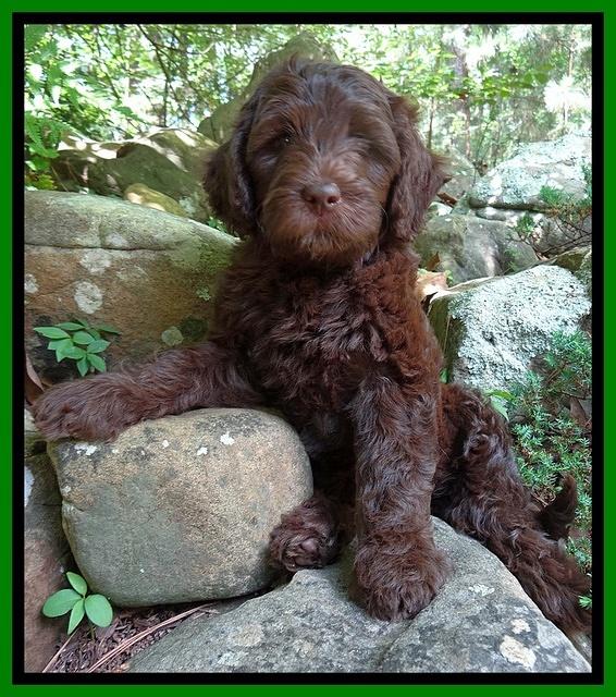 Coco Duke pups 8wks old 15400