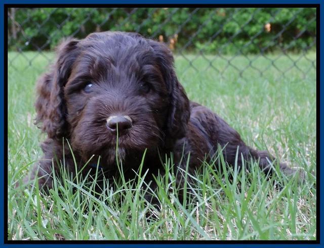 Coco Duke pups 5 wks old 201