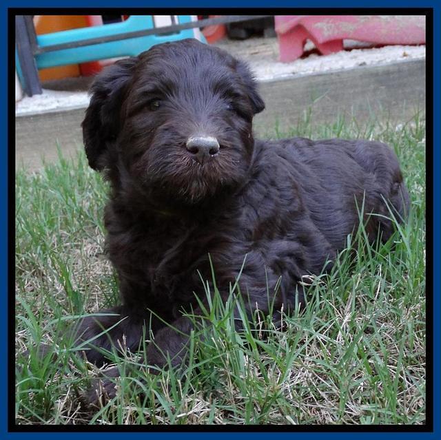 Coco Duke pups 5 wks old 211