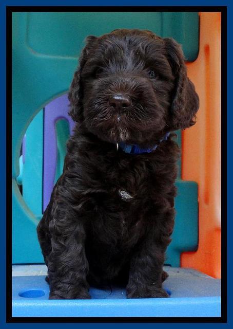 Coco Duke pups 5 wks old 231