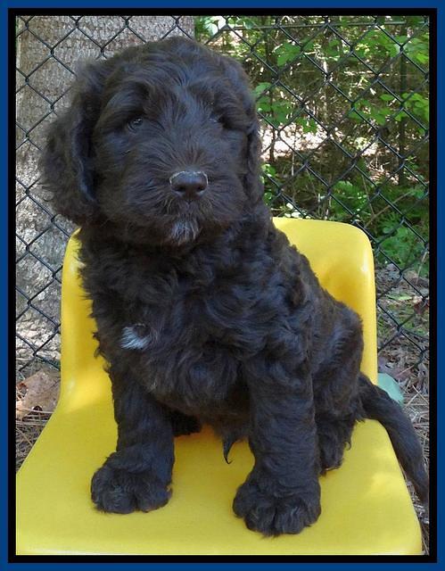 Coco Duke pups 6 wks old 181