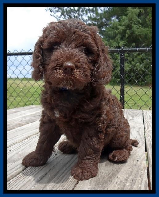 Coco Duke pups 7 wks old 241