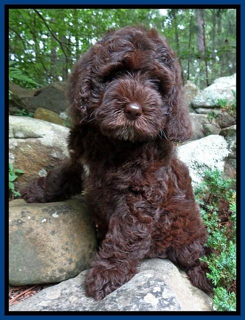 Coco Duke pups 8 wks old 11