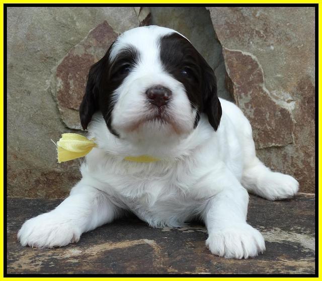 Coco Duke pups 3 wks old 161