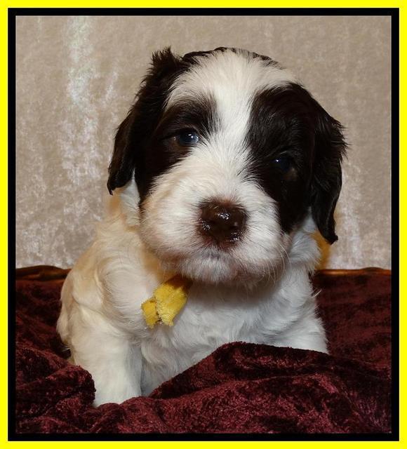 Coco Duke pups 4 wks old 161