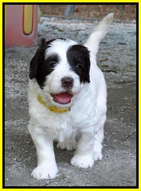Coco Duke pups 4 wks old 191