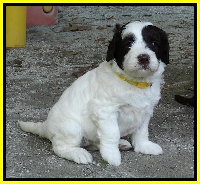 Coco Duke pups 4 wks old 201