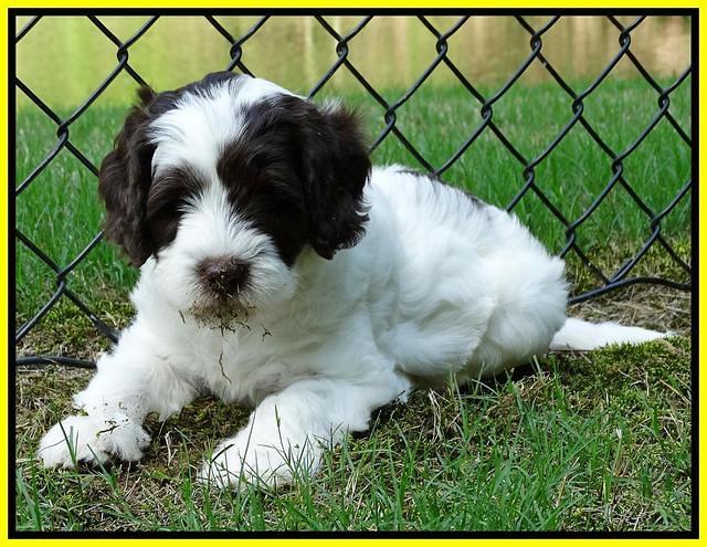 Coco Duke pups 6 wks old 201