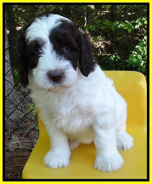 Coco Duke pups 6 wks old 211