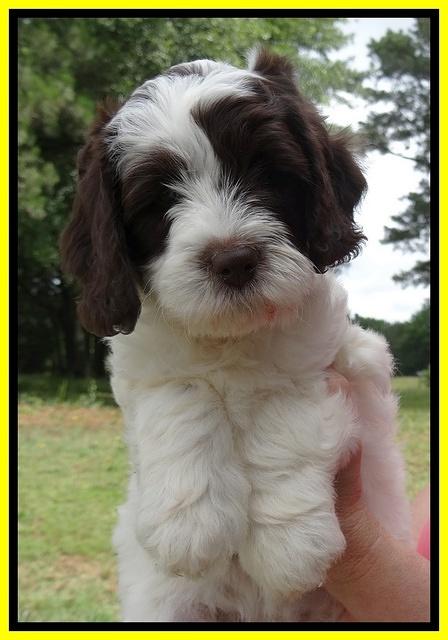 Coco Duke pups 7 wks old 131