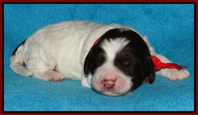 Coco Duke pups 1 wk old 191