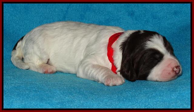 Coco Duke pups 1 wk old 211