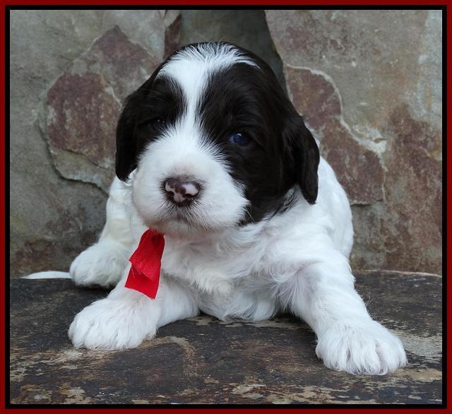 Coco Duke pups 3 wks old 181