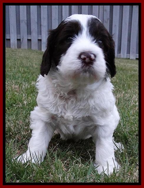 Coco Duke pups 4 wks old 191