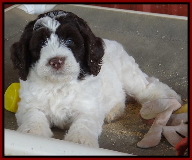 Coco Duke pups 7 wks old 261