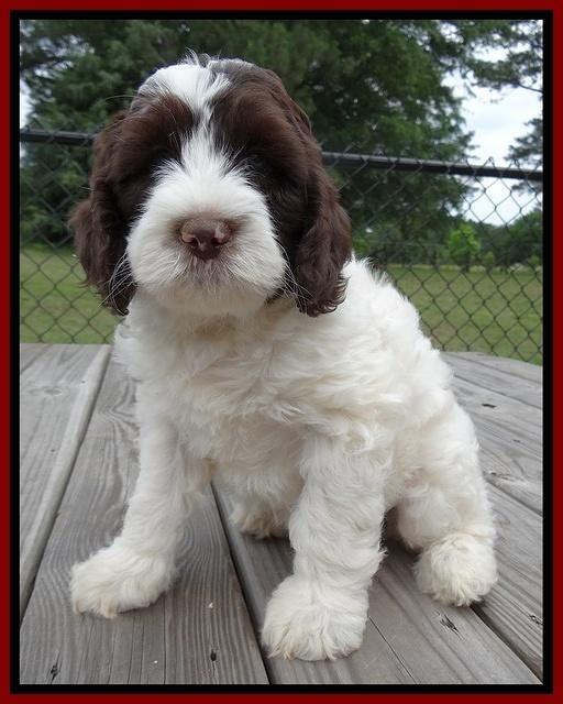 Coco Duke pups 7 wks old 271