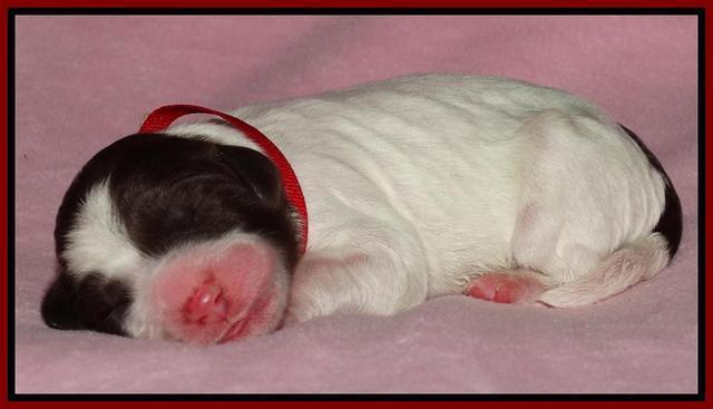 Coco Duke pups newborn 91