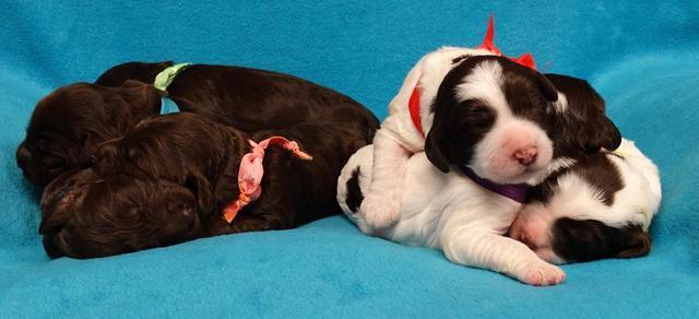 Coco Duke pups 1 wk old 261