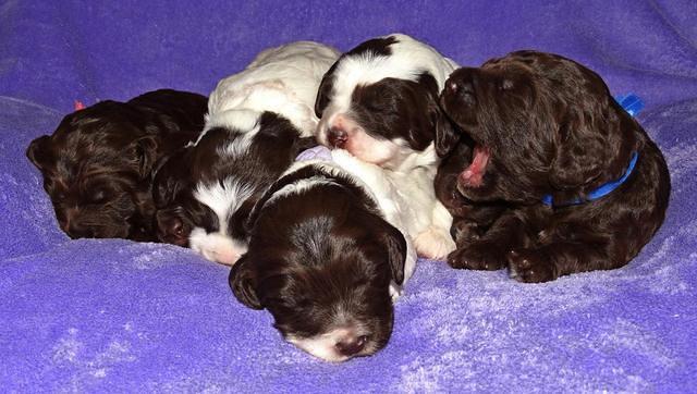 Coco Duke pups 2 wks old 261