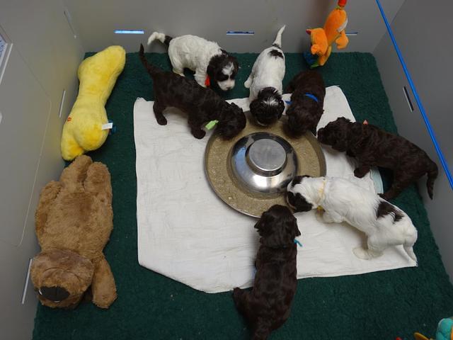 Coco Duke pups 4 wks old 231