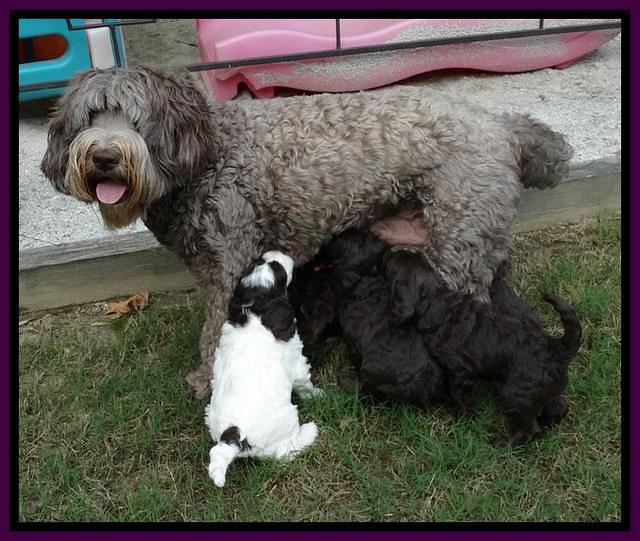Coco Duke pups 5 wks old 11