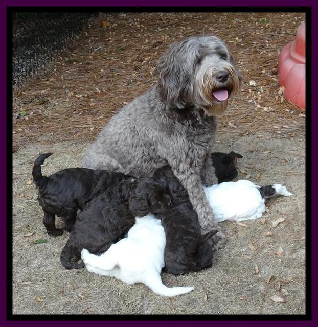 Coco Duke pups 5 wks old 31