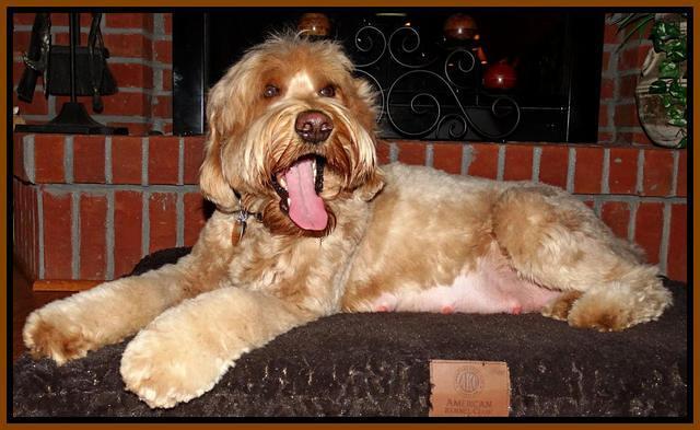 Joy day 60 preg 31 Dawson #1