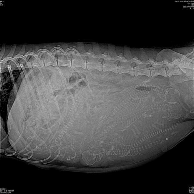 Preg xray Dawson pups preg 1
