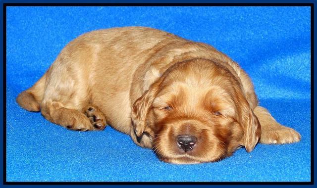 Joy Dawson pups 2 wks old 31