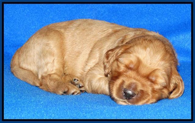 Joy Dawson pups 2 wks old 41