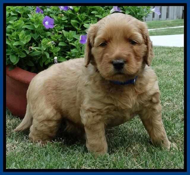 Joy Dawson pups 4 wks old 31