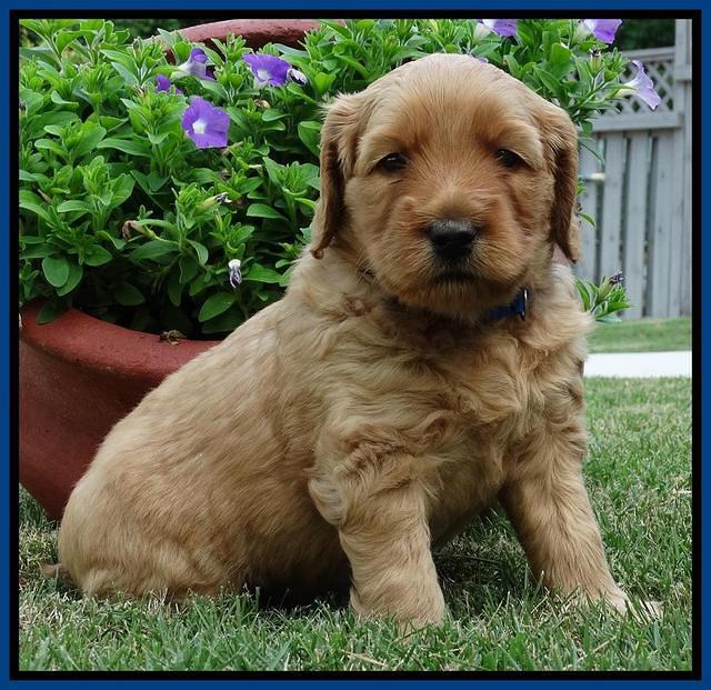 Joy Dawson pups 4 wks old 41