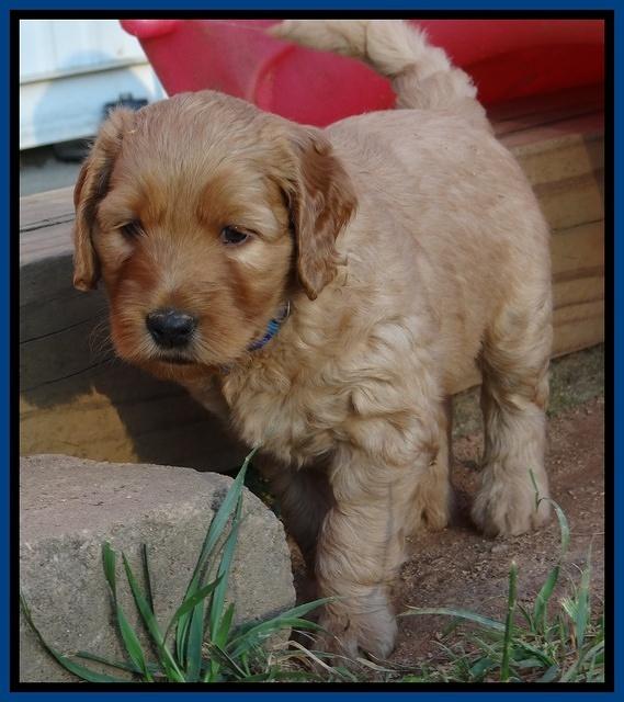 Joy Dawson pups 5 wks old 21