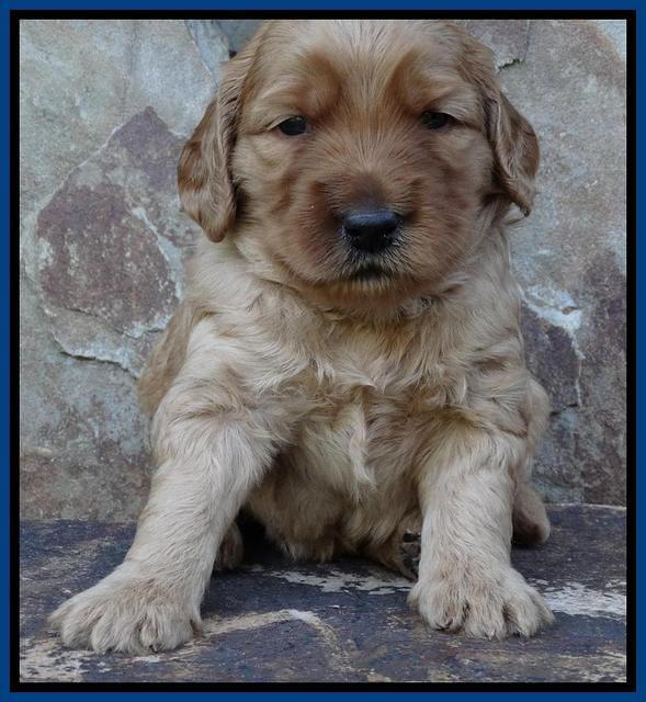 Joy Duke pups 3 weeks old 11