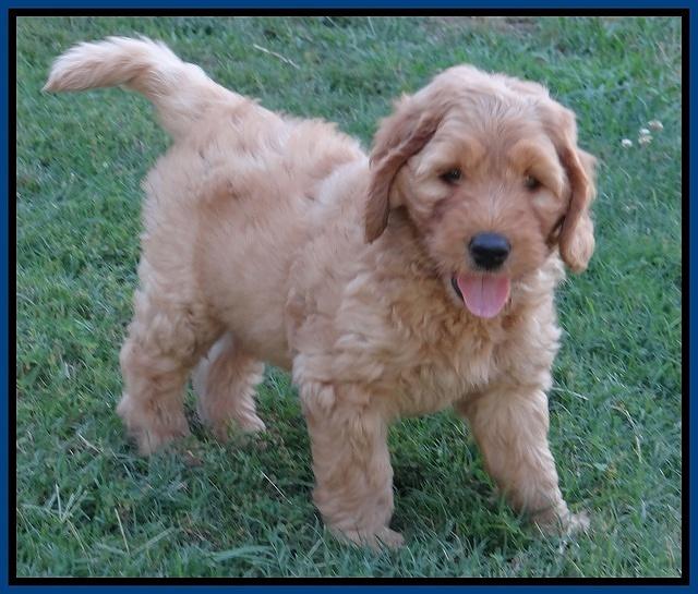 Joy dawson pups 7 wks old 41