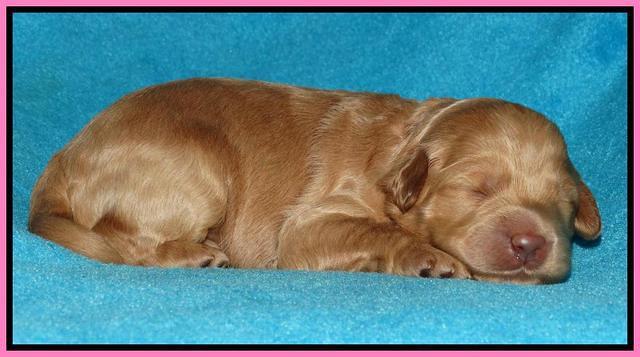 Jou Dawson pups 1 wk old 41