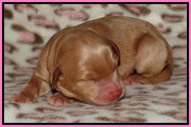 Joy Dawson Newborn 91