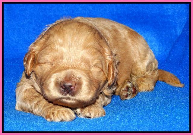 Joy Dawson pups 2 wks old 71