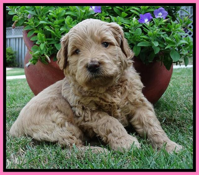 Joy Dawson pups 4 wks old 61